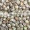organic hulled hemp seed