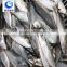 New Arrival Fish Farms Frozen Fish Indian Mackerel