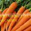 FRESH CARROTS IN VIETNAM WITH CHEAP PRICE