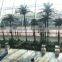 Artificial Palm Tree Decoration Design For Airport Interior Decoration
