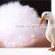 wholesale Eco-friendly White Duck Down