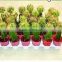 mini grafted cactus succulent ornamental indoor plants bonsai nursery echinocactus grusonii cereus cacti