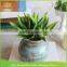 Home Office Wall Hanging Decor Vertical Garden Art Floral Terrarium cheap aloe potted artificial plant with roots