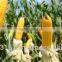 Animal feed maize supplier