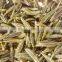 turkish cumin seeds