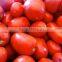 Pusa Ruby Tomato