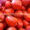 Pusa Ruby Tomato