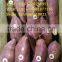 Sweet potato for all market
