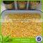 vaccum pack canned sweet corn