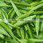 High-quality Green Tea Extract Camellia sinensis with Tea Polyphenols 98% and EGCG 80%