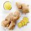 2016 new crop fresh wholesale ginger for sale