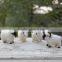 chinese zodiac fake for sale artificial fake fat tail sheep