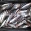 New frozen sardine in fish 6-8 8-10 pcs /kg