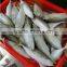 frozen indian mackerel in good quaility