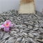 Inner Mongolia Hybrid edible sunflower sunflowerseeds for human consumption