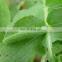 PrGV + Bt destroy these pests and effective treatment