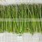 X ray Test ISO BRC A Certitified IQF Frozen Green Asparagus Spears Asparagus Whole