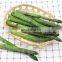 Sinocharm BRC A approved Freezing Asparagus Whole Frozen Asparagus