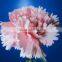 Fresh Cut Flowers Natural Carnation/red/pink/white/yellow/champane Colors
