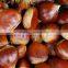 Supply fresh chestnut with good quality for sale