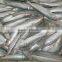Frozen Sardine Whole Round