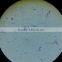 Hot sale Indonesia student biological educational testing slides set