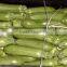 Zucchini