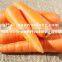 Export Fresh Carrot With High Quality And Competitive Price 2016