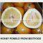 New crop fresh pomelo list of citrus fruits