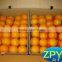 Large supply Navel Orange/ fresh citrus fruit