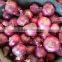 HOT SALE/ BEST QUALITY RED ONIONS export to any country