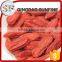 Kosher approval tasty and hot-selling chinese wolfberry dried goji berries
