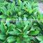 Yellow flower Plumeria rubra