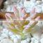 Flower Arrangement Accessories Fake Plastic Flower Decorcation Potted Flocking Artificial Succulent Plant Small Mini Plant