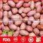 Red skin raw peanut for sale from China