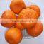 Mandarin Orange Fruit
