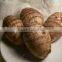 2015 taro good farmer offer wholesale price