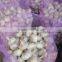 Chinese garlic 2015 crop