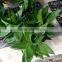 Aquatic Lotus Bamboo Plant Dracaena Sanderiana
