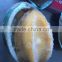 IQF Frozen Cooked Abalone with competitive price