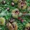 2015 New Corp Hot Sale Sweet Organic and Common Fresh Chestnuts 30/40 40/60