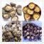 fresh shiitake mushroom /high quality xianggu for sale