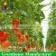 Cheap polycarbonate sheet greenhouse for tomato