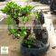 Ficus Stone Bonsai