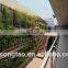 Guangzhou Factory Price Plastic Plant Green Wall for Outdoor Decorating