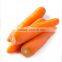 Chinese fresh carrots and vegetable for Dubai