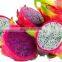 Dragon fruit in Vietnam is rich in nutrients at the best price