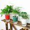 2022 Small Garden Indoor Nursery Black Transparent Rose Artificial Mini Plastic Holder Plant Pots Flower