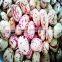 light speckled kidney beans price