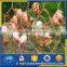 AISI 316 X-tend Knotted rope mesh/Zoo Animal Cage Mesh Netting